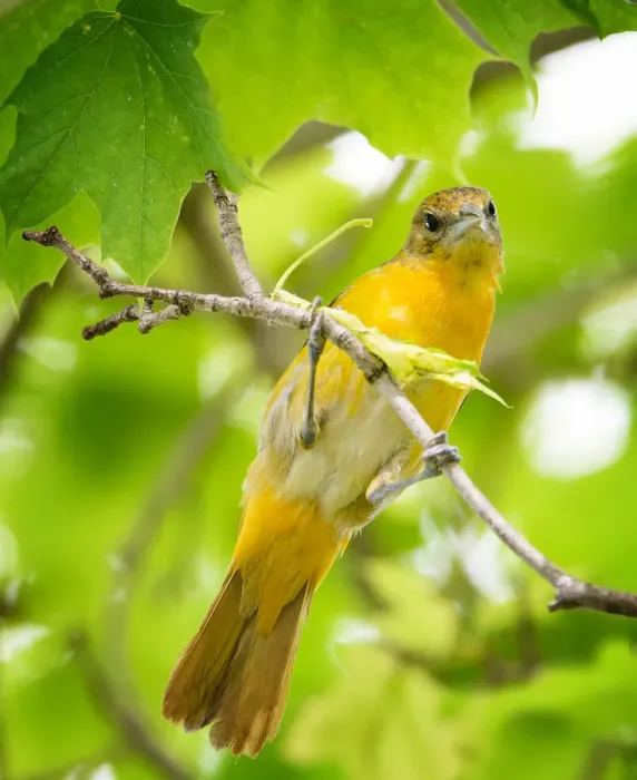 Framed Print : Curious Baltimore Oriole Looking Down at Camera Framed Print : Curious Baltimore Oriole Looking Down at Camera