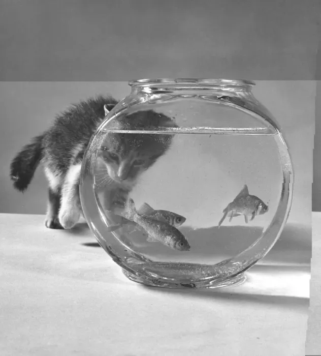 Framed Print : Curious Kitten Framed Print : Curious Kitten