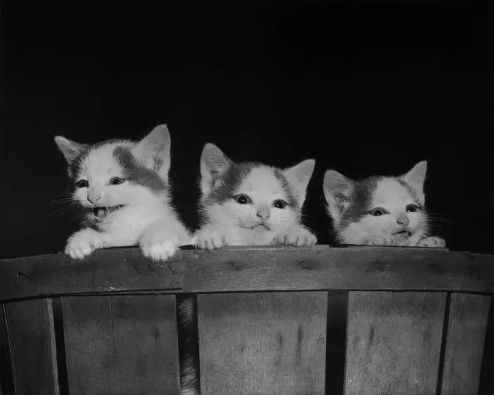 Framed Print : Curious Kitties Framed Print : Curious Kitties