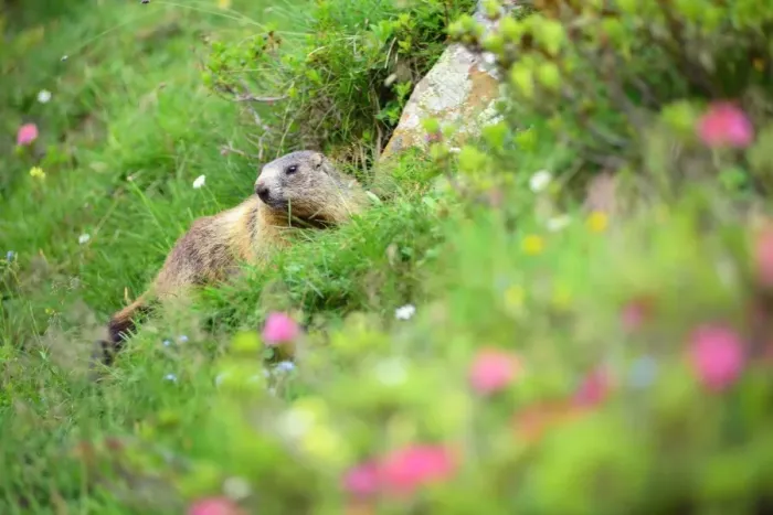 Framed Print : Curious Marmot in the Dolomites Framed Print : Curious Marmot in the Dolomites