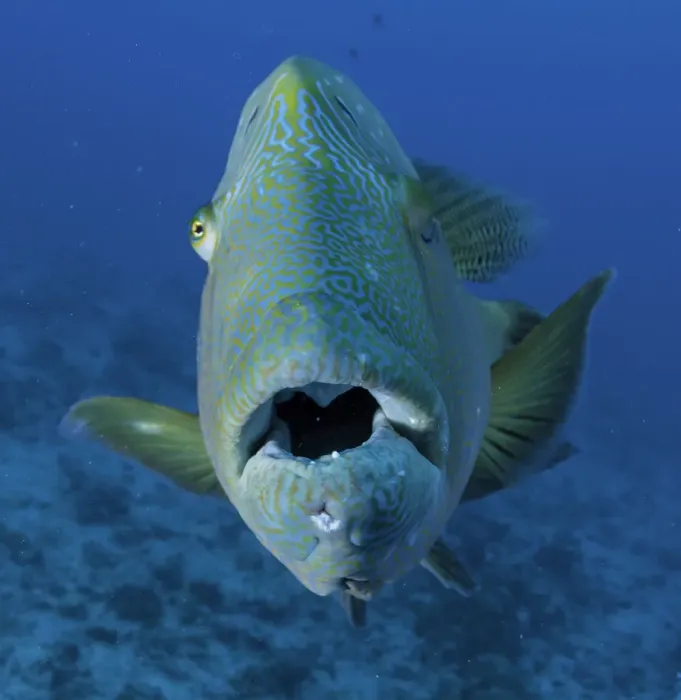 Framed Print : LIPS. Curious napoleon wrasse, Blue Corner Palau Framed Print : LIPS. Curious napoleon wrasse, Blue Corner Palau