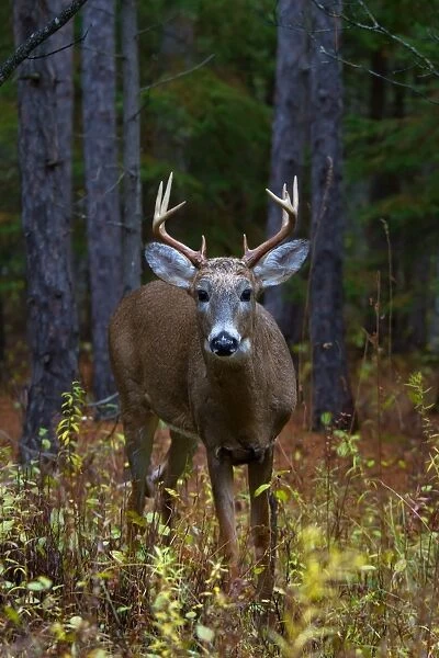 Curious Prince - White tailed deer, Ottawa