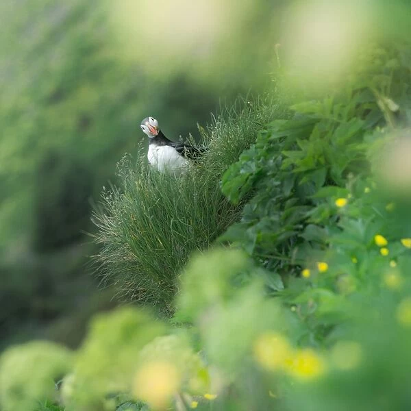 Curious puffin on a greenery background