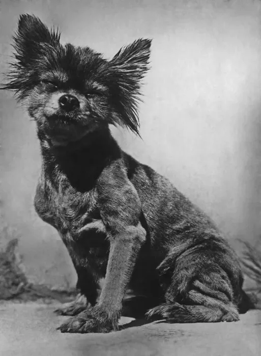 Framed Print : Curious Stray Dog