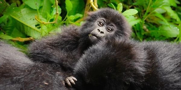 A curious young mountain gorilla (Gorilla beringei beringei) checking out the tourists under the protection of family members in Volcanoes National Park, Rwanda