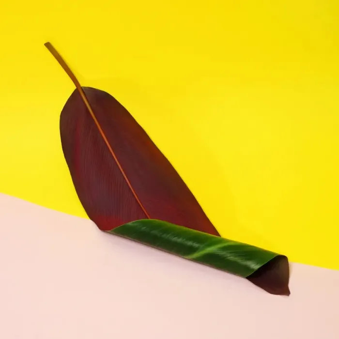 Framed Print : Curled banana leaf on color blocked background Framed Print : Curled banana leaf on color blocked background
