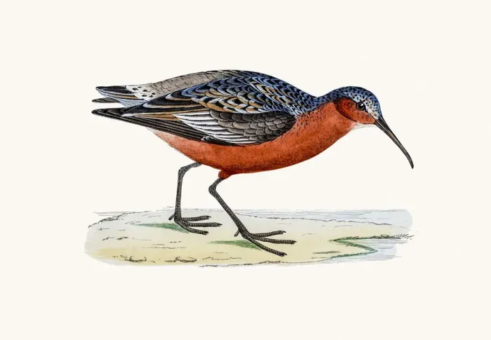Framed Print : Curlew Sandpiper bird