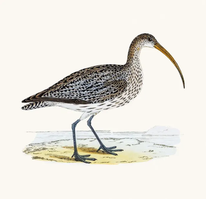 Framed Print : Curlew wader shoreline bird Framed Print : Curlew wader shoreline bird