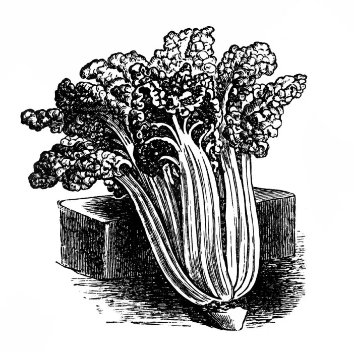 Framed Print : Curly silver chard Framed Print : Curly silver chard