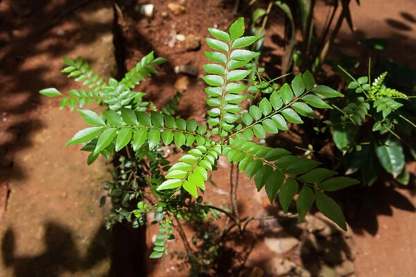 Curry leaves, Sri Lanka