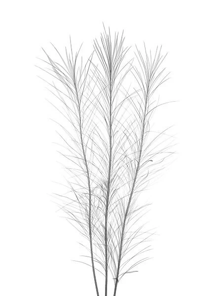 Curry plant (Helichrysum italicum), X-ray