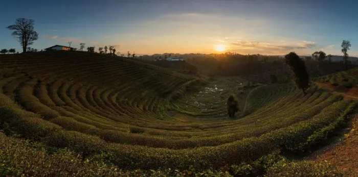 Framed Print : Curve of tea plantation