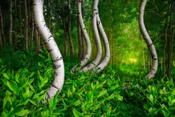 Framed Print : Curved aspen