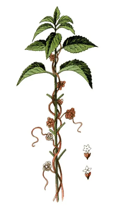 Framed Print : Cuscuta europaea, the greater dodder or European dodder Framed Print : Cuscuta europaea, the greater dodder or European dodder