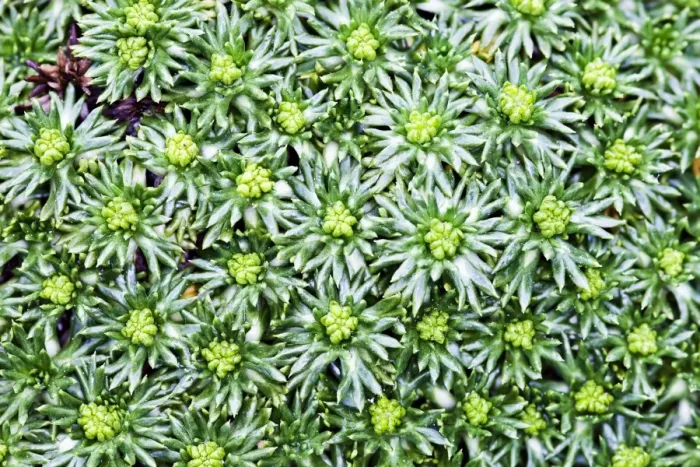 Framed Print : Cushion bolax -Azorella trifurcata Nana-