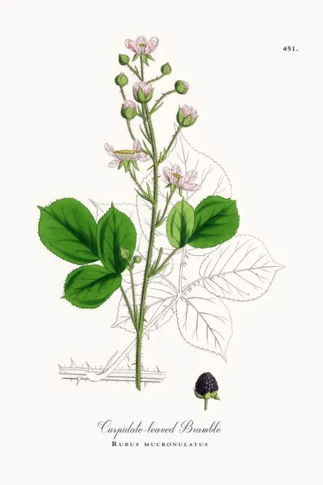 Framed Print : Cuspidate-leaved Bramble, Rubus mucronulatus, Victorian Botanical Illustration, 1863 Framed Print : Cuspidate-leaved Bramble, Rubus mucronulatus, Victorian Botanical Illustration, 1863