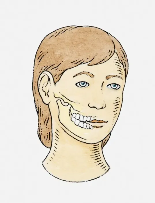 Framed Print : Cut-away illustration of teeth and jaw of a woman Framed Print : Cut-away illustration of teeth and jaw of a woman