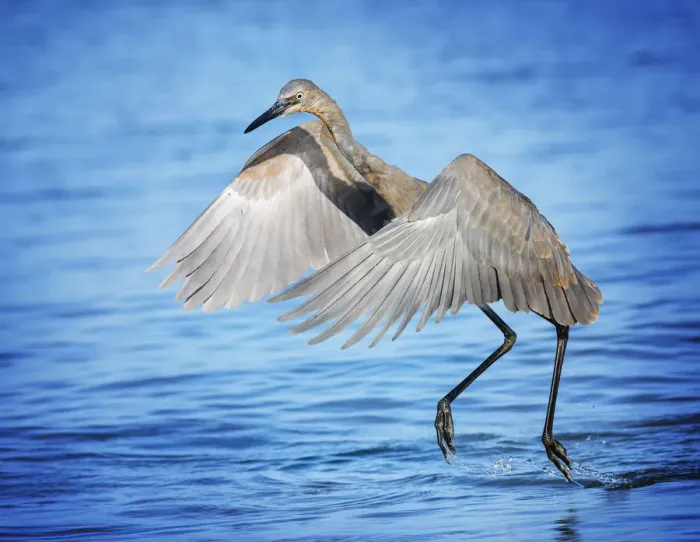 Framed Print : Cute Antics of a Reddish Egret at Fort Myers Beach, Florida Framed Print : Cute Antics of a Reddish Egret at Fort Myers Beach, Florida