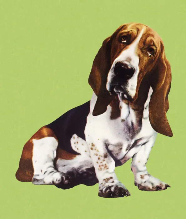 Framed Print : Cute Basset Hound Dog Framed Print : Cute Basset Hound Dog
