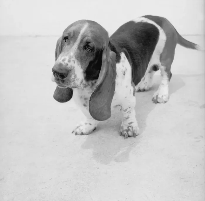 Framed Print : Cute Bassett Puppy