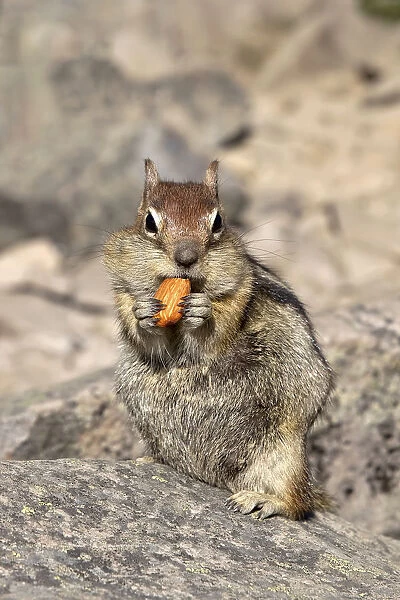 Cute Chipmunk Eating an Almond Nut