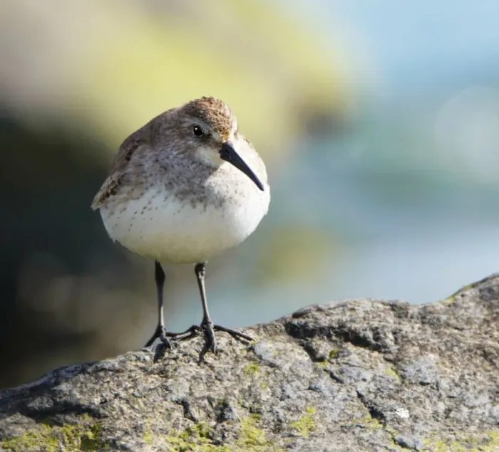 Framed Print : Cute Close Up of Dunlin Looking at Camera Framed Print : Cute Close Up of Dunlin Looking at Camera