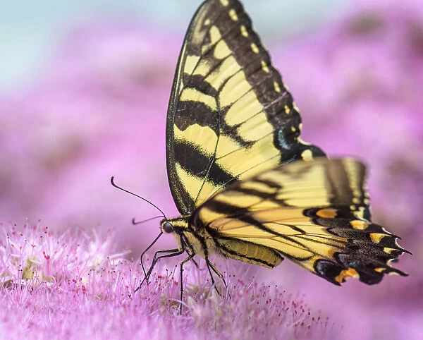 Cute Close Up of Pretty Pink Flower and Swallowtail Butterfly in Summer