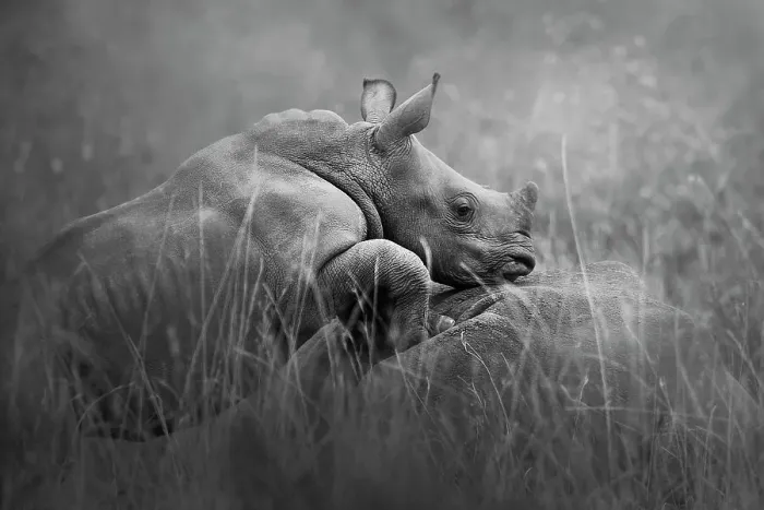 Framed Print : Cute Close Up of White Rhino Calf Standing on Mom at Nairobi National Park