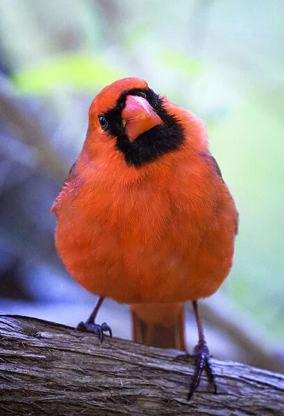 Cute and Curious Northern Cardinal Looking at the Camera