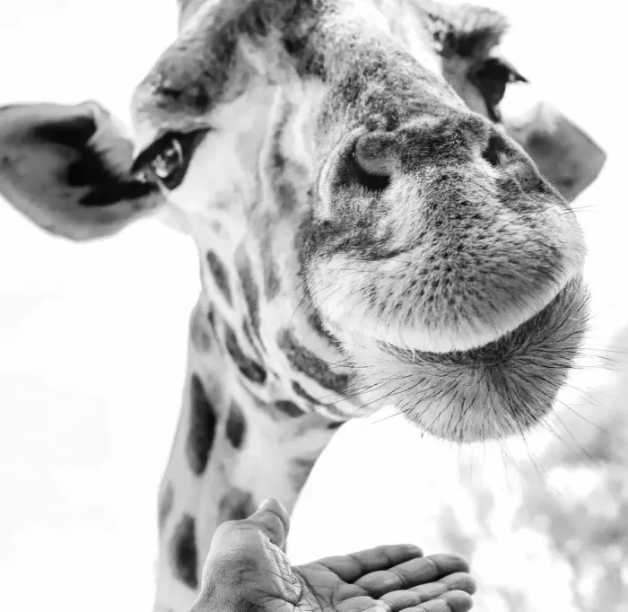 Framed Print : Cute Giraffe in Extreme Close Up at Nairobi Park, Kenya