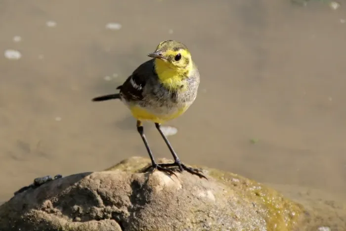 Framed Print : Cute little bird (Citrine wagtail) Framed Print : Cute little bird (Citrine wagtail)
