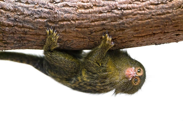 Cute pigmy marmoset on a branch, upside down