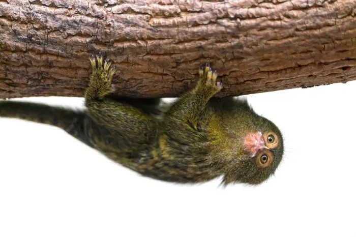 Framed Print : Cute pigmy marmoset on a branch, upside down Framed Print : Cute pigmy marmoset on a branch, upside down