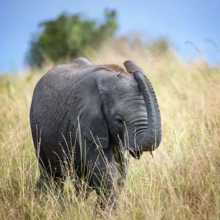 Framed Print : Cute Young Elephant Blowing Dust