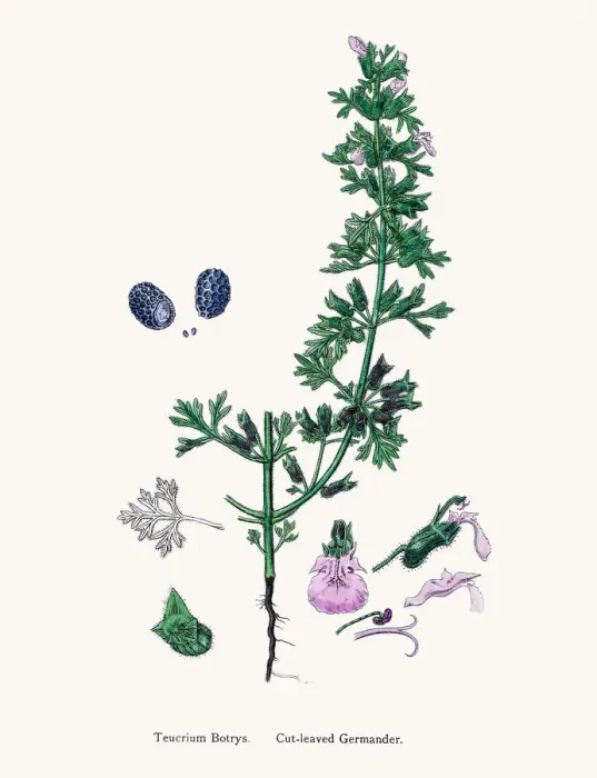 Framed Print : Cutleaved Germander plant