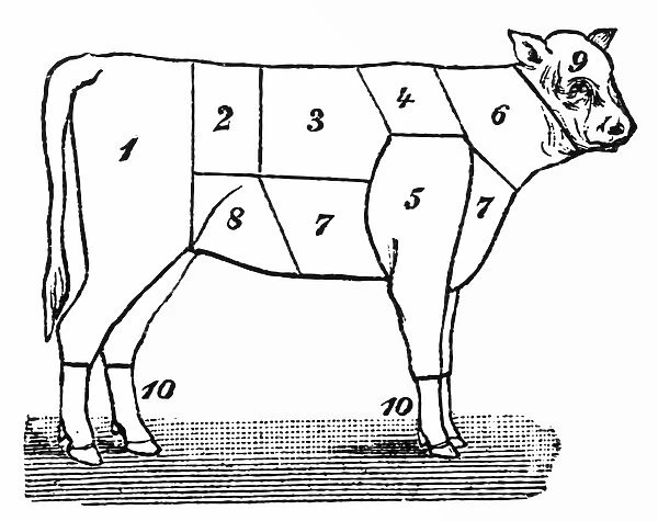 Cuts of Veal