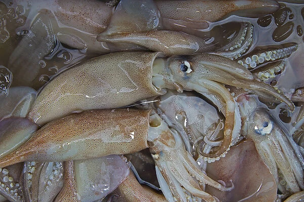 Cuttlefish, squid -calamari, cuttlefish, Polpi, calamares-, Chiang Mai, Northern Thailand, Thailand
