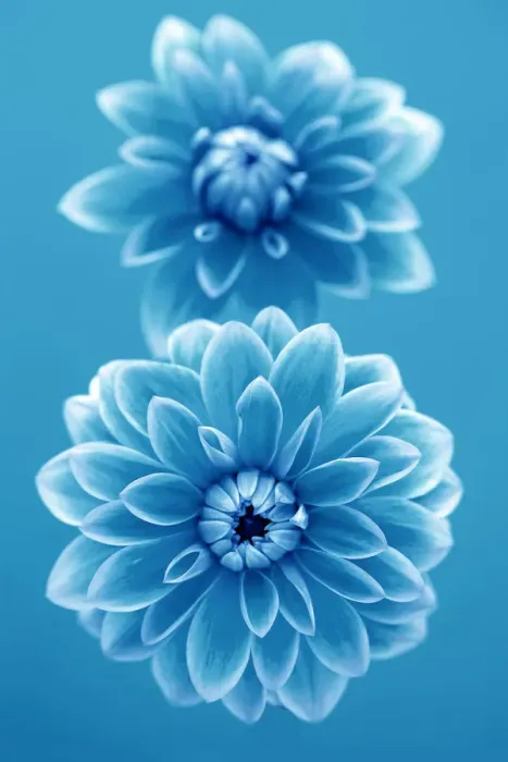Framed Print : Cyan Dahlias