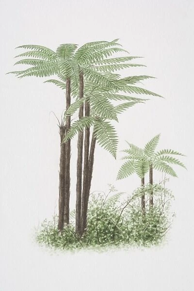 Cyathea sp. Tree Ferns