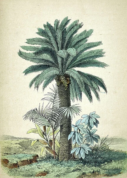 Cycas revoluta, palm tree