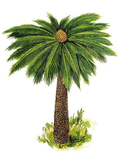 Cycas revoluta (Sotetsu, sago palm, king sago, sago cycad, Japanese sago palm)