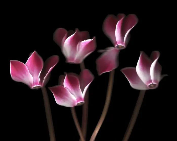 Framed Print : Cyclamen. Scanned cyclamen Framed Print : Cyclamen. Scanned cyclamen