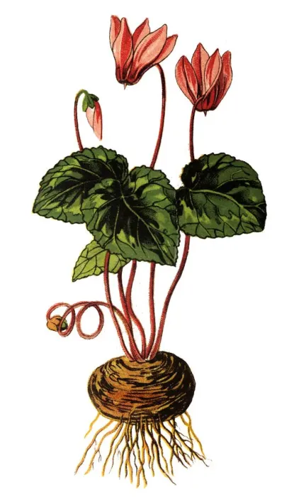 Framed Print : Cyclamen europaeum (Nasodren) Framed Print : Cyclamen europaeum (Nasodren)