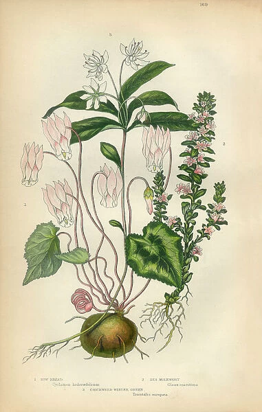 Cyclamen, Milkwort, Chickweed, Wintergreen, Victorian Botanical Illustration