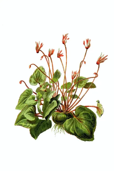 Framed Print : Cyclamen, Milkwort, Chickweed, Wintergreen Framed Print : Cyclamen, Milkwort, Chickweed, Wintergreen
