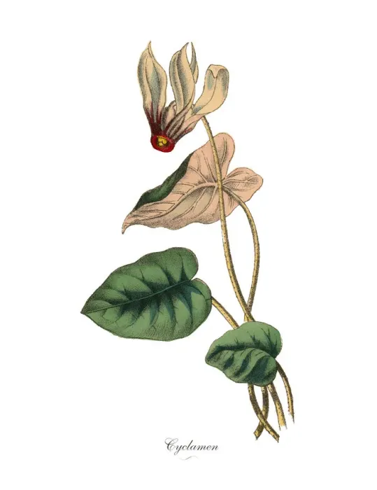 Framed Print : Cyclamen Plants, Victorian Botanical Illustration Framed Print : Cyclamen Plants, Victorian Botanical Illustration