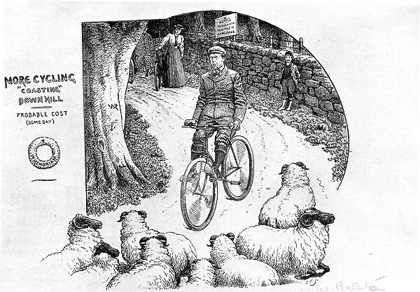 Cyclist And Sheep