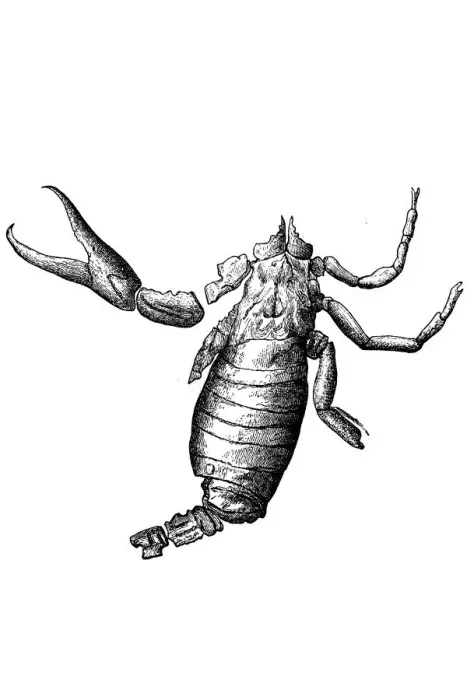 Framed Print : Cyclopthalmus senior extinct genus of arachnids