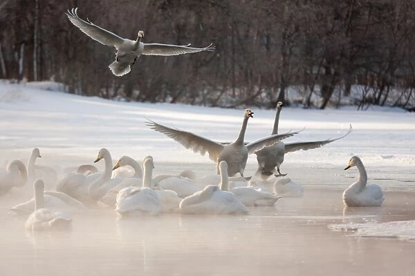 Cygnus cygnus, Whooper swans, on a frozen lake in Hokkaido
