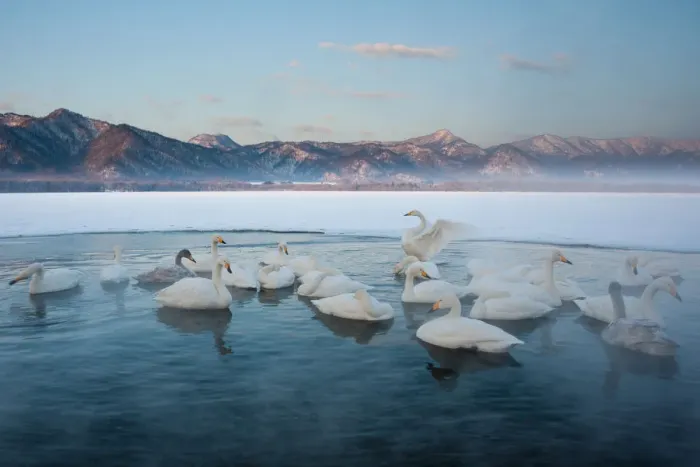 Framed Print : Cygnus cygnus, Whooper swans, on a frozen lake in Hokkaido